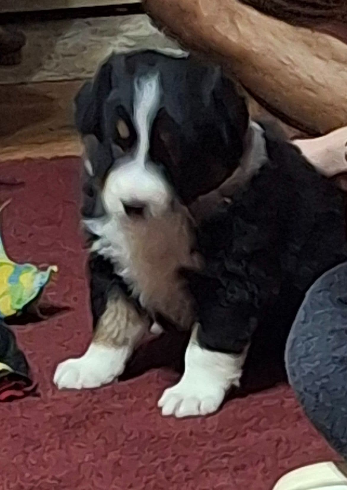 Australian Shepherd Puppies breeder image 5