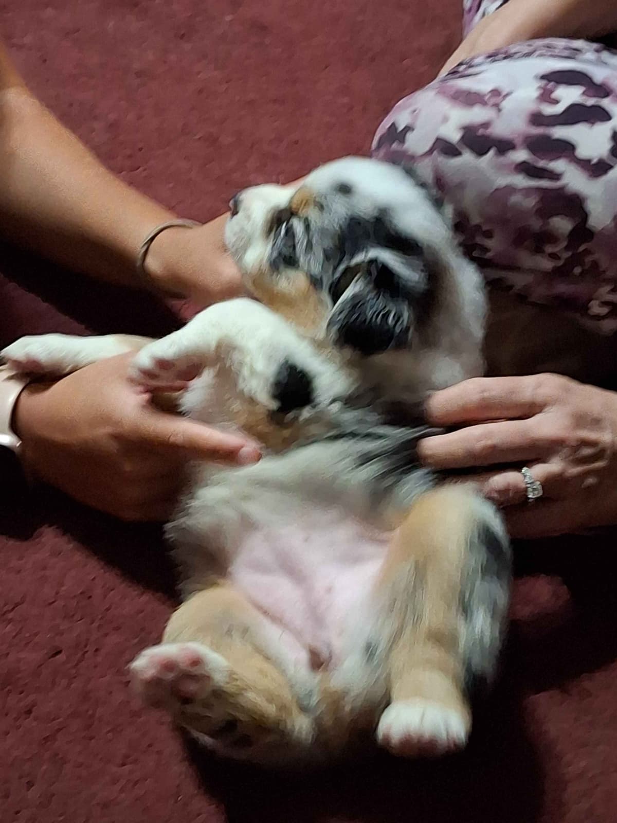 Australian Shepherd Puppies breeder image 8