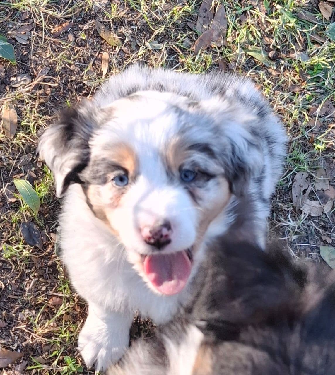 Australian Shepherd Puppies breeder image 9