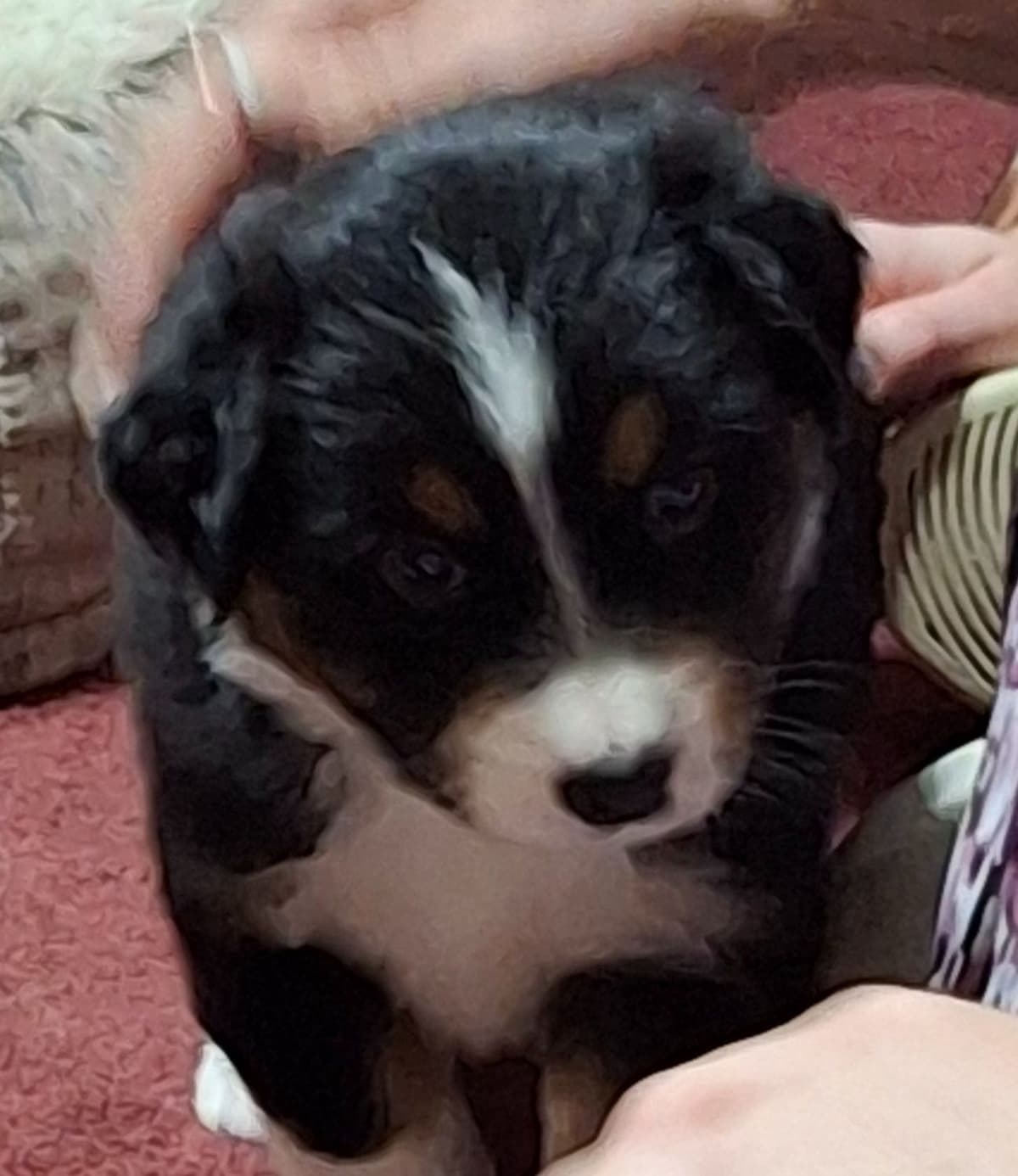Australian Shepherd Puppies breeder image 10