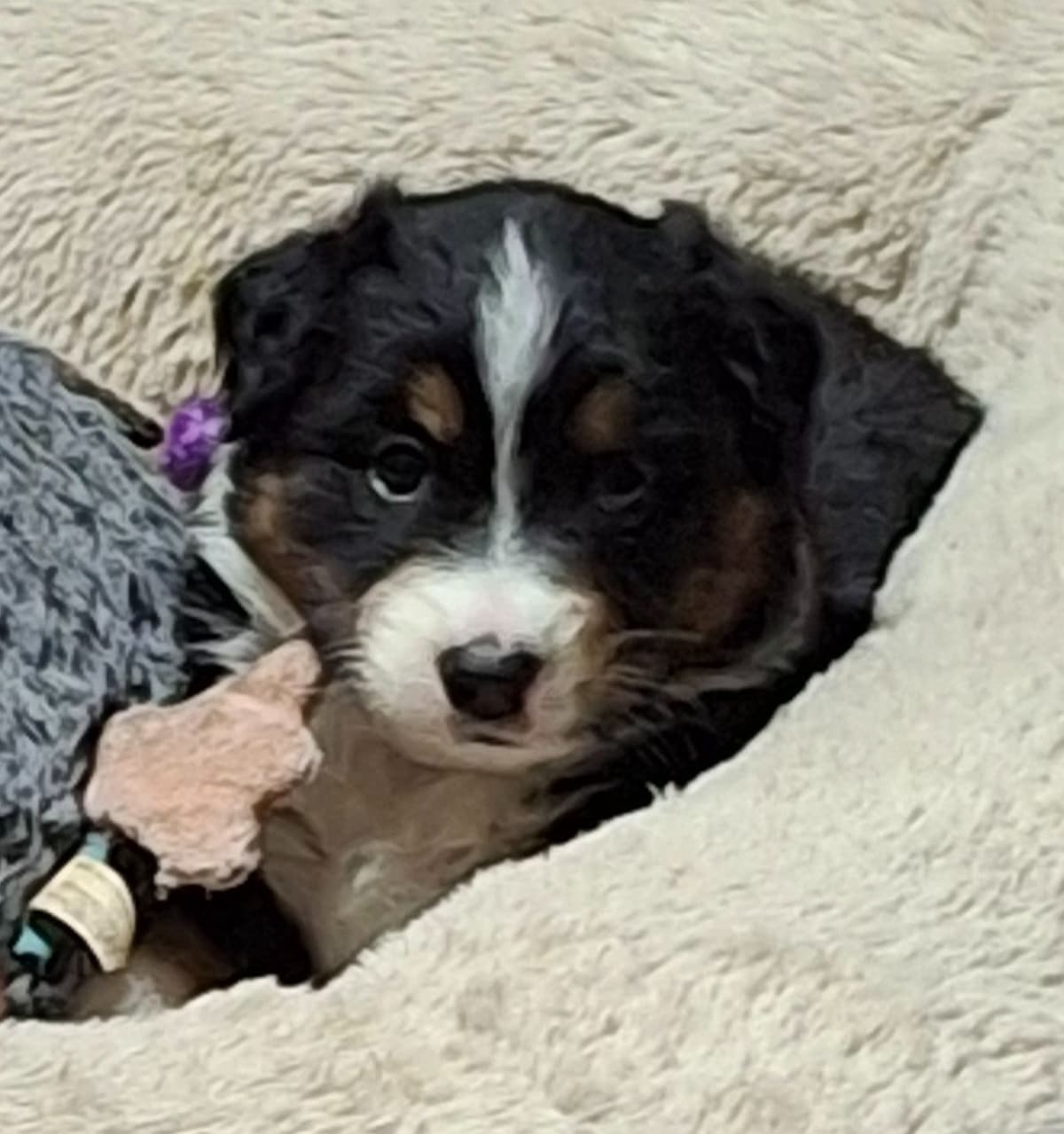 Australian Shepherd Puppies breeder image 11