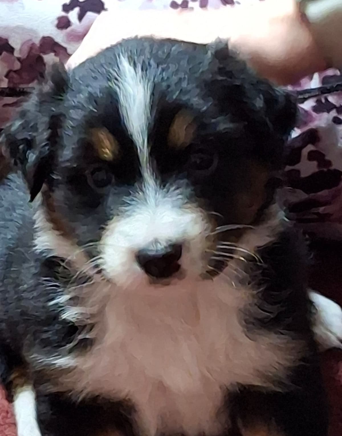 Australian Shepherd Puppies breeder image 12