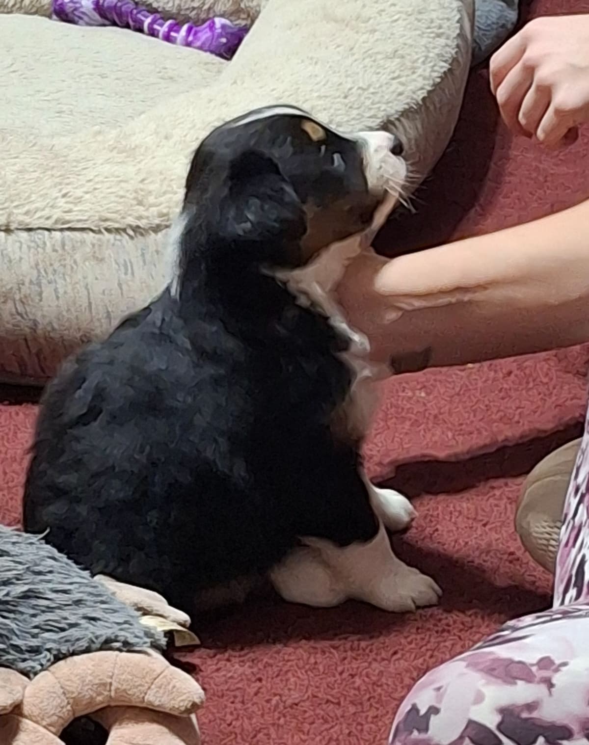 Australian Shepherd Puppies breeder image 13