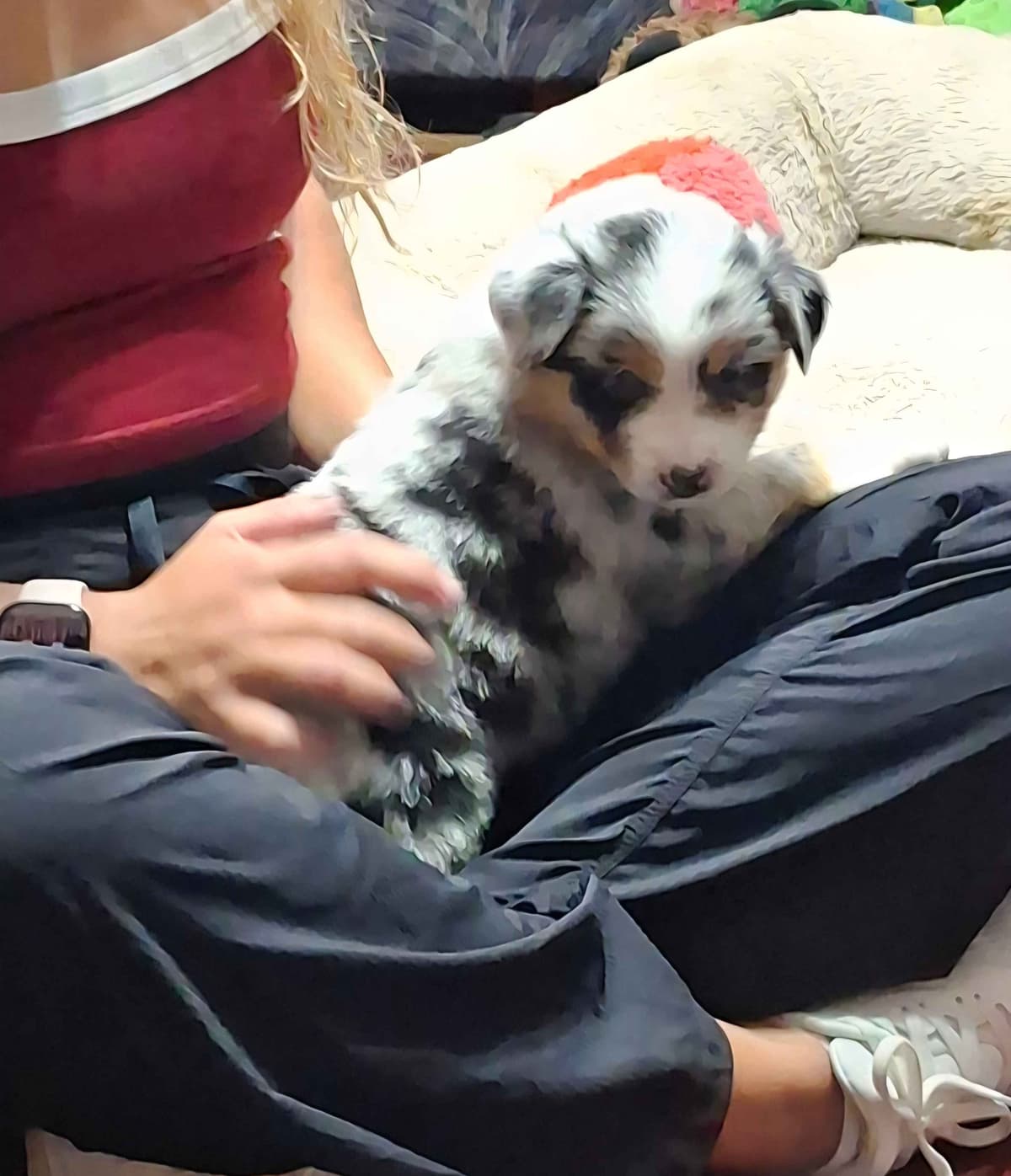 Australian Shepherd Puppies breeder image 14