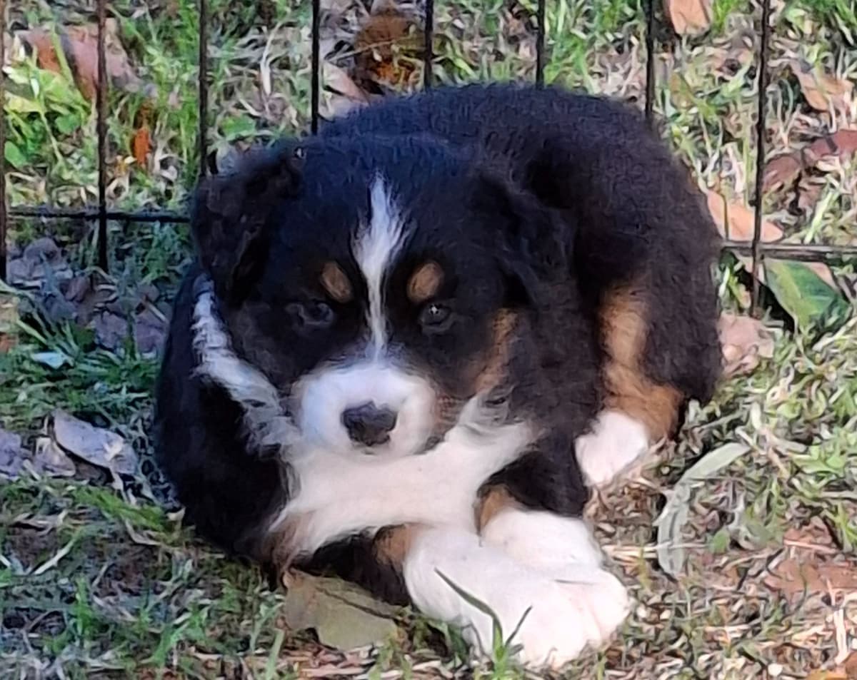 Australian Shepherd Puppies breeder image 15