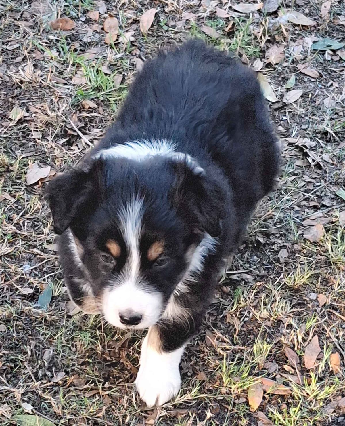 Australian Shepherd Puppies breeder image 17