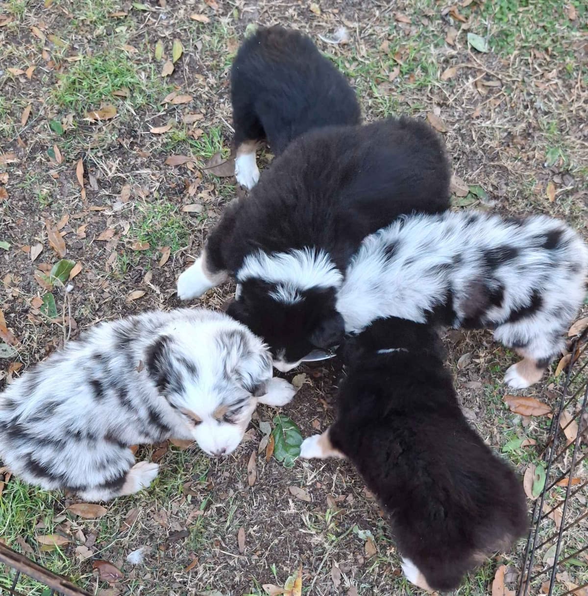 Australian Shepherd Puppies breeder image 16