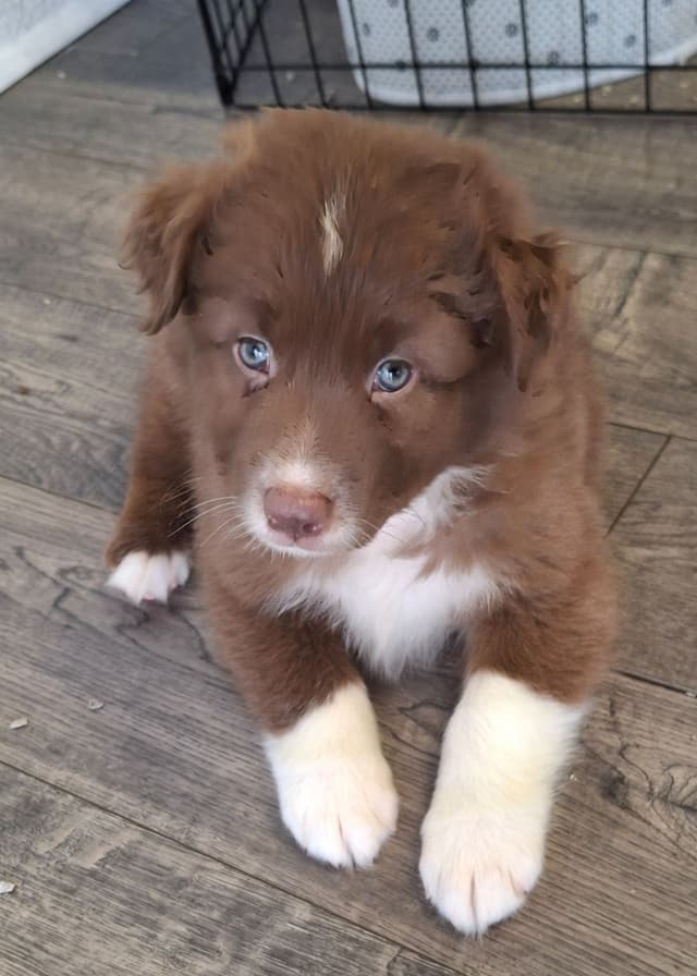 Australian Shepherd Puppies media 14