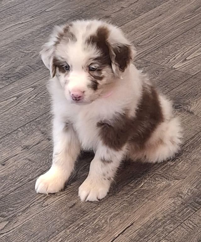 Australian Shepherd Puppies media 11