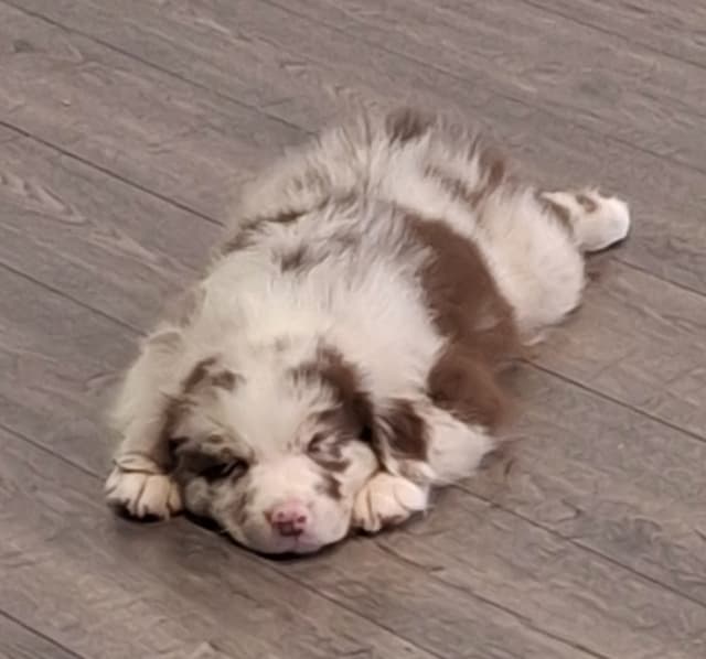 Australian Shepherd Puppies media 2