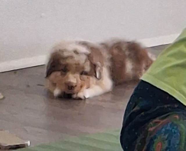 Australian Shepherd Puppies media 5