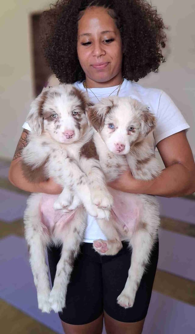 Australian Shepherd Puppies media 4