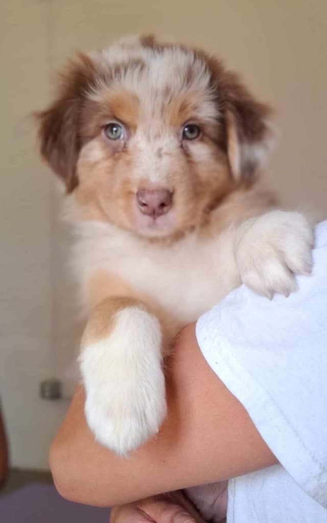 Australian Shepherd Puppies media 13