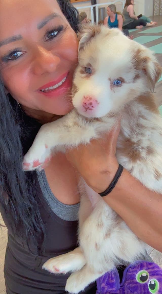 Australian Shepherd Puppies media 8