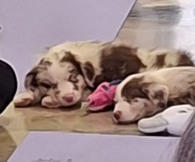 Australian Shepherd Puppies media 6