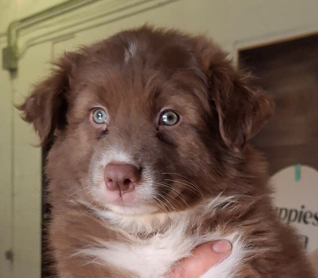 Australian Shepherd Puppies media 18