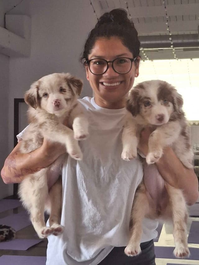 Australian Shepherd Puppies media 19