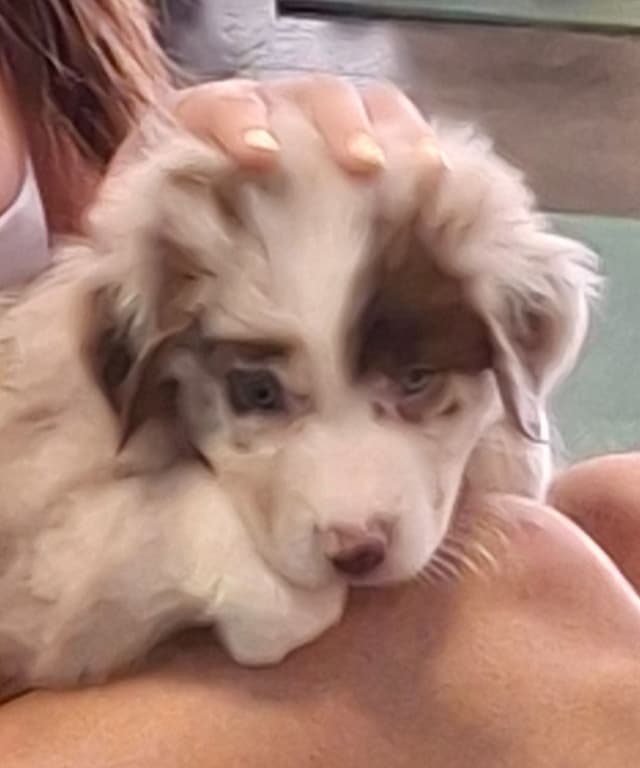 Australian Shepherd Puppies media 12