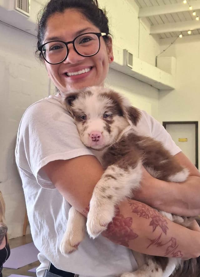 Australian Shepherd Puppies media 3