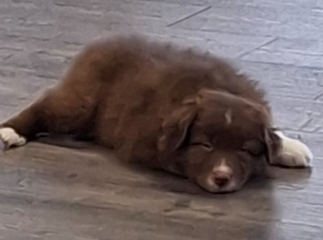 Australian Shepherd Puppies media 15