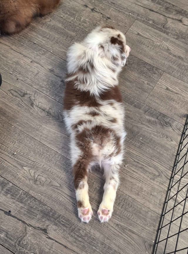 Australian Shepherd Puppies media 9