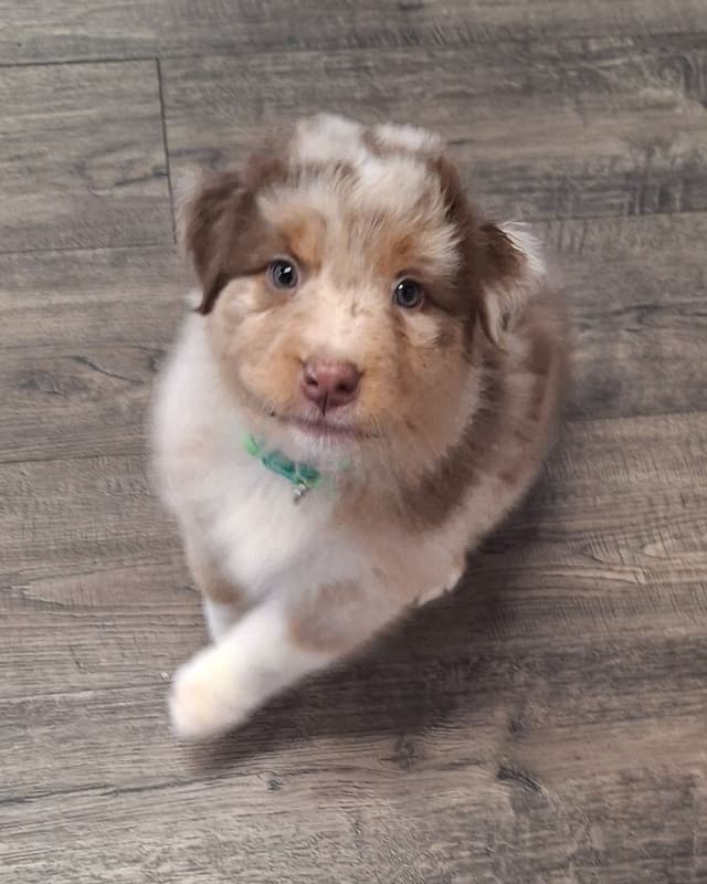 Australian Shepherd Puppies media 7
