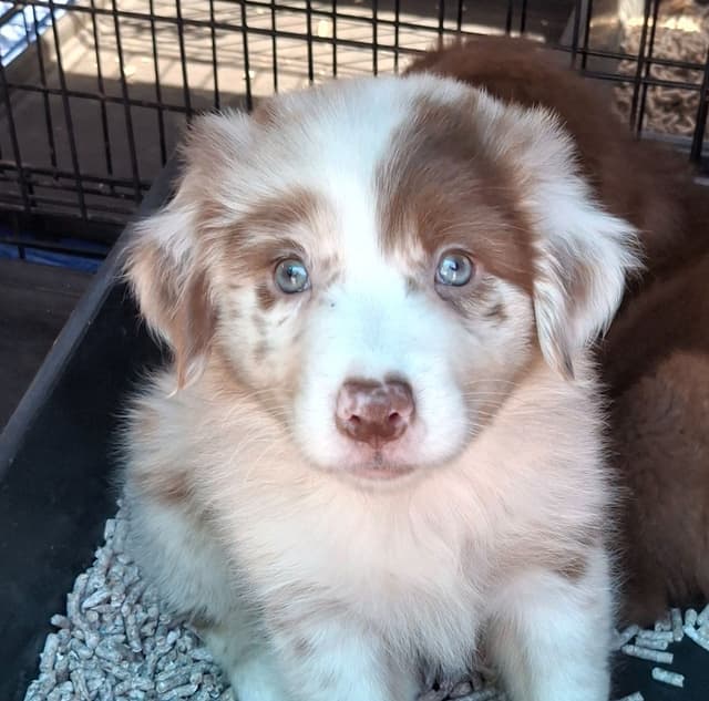 Australian Shepherd Puppies media 10