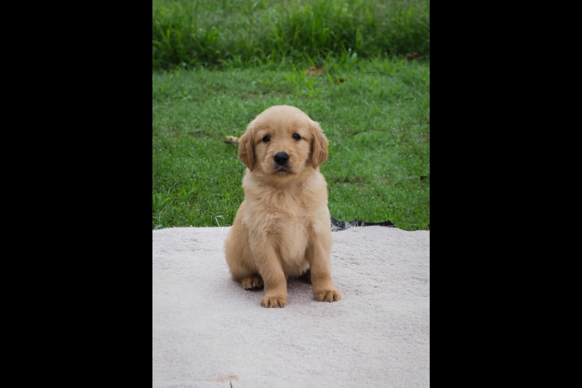 Golden Retriever Puppies breeder image 3
