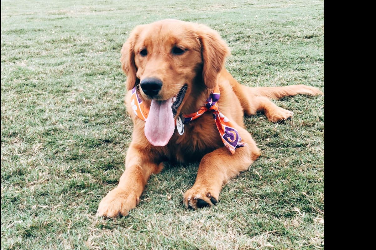Golden Retriever Puppies breeder image 5