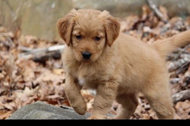 Golden Retriever Puppies breeder image 6