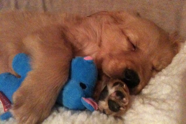 Golden Retriever Puppies breeder image 7