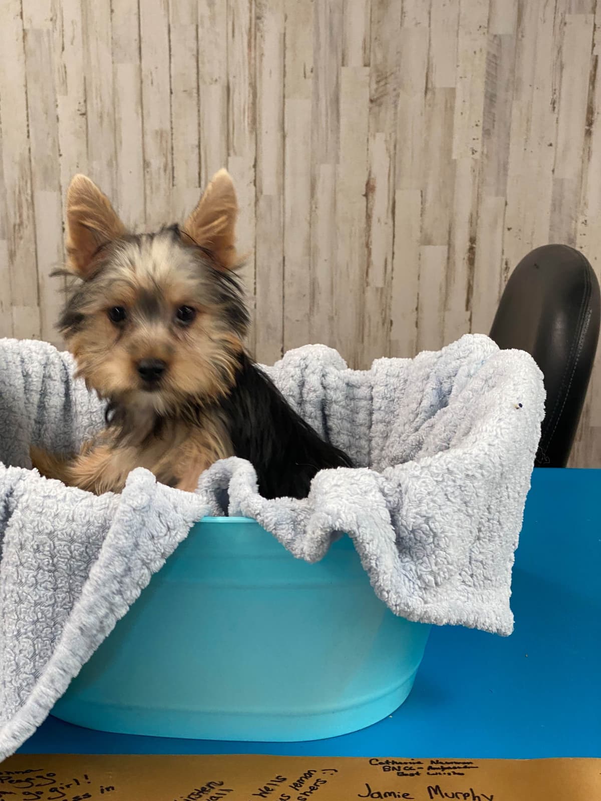 Silky Terrier Puppies breeder image 2