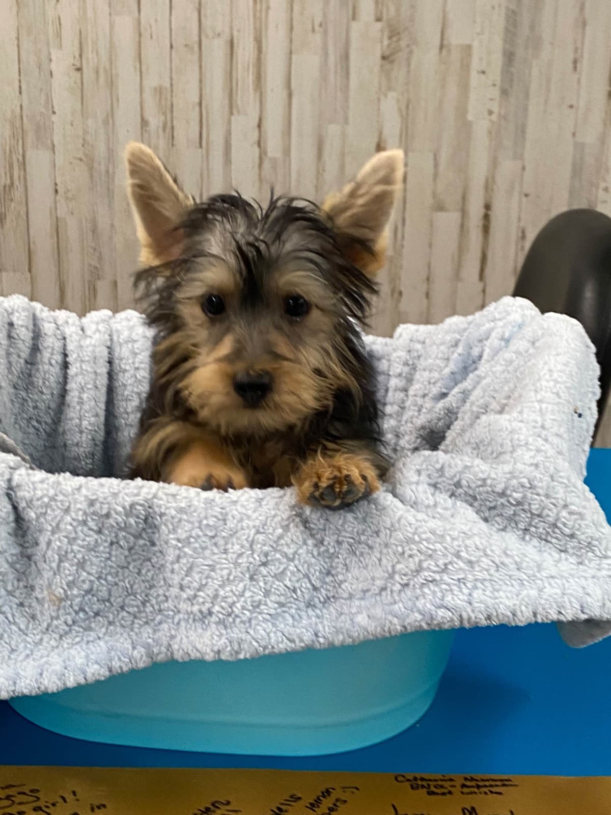 Silky Terrier Puppies breeder image 3
