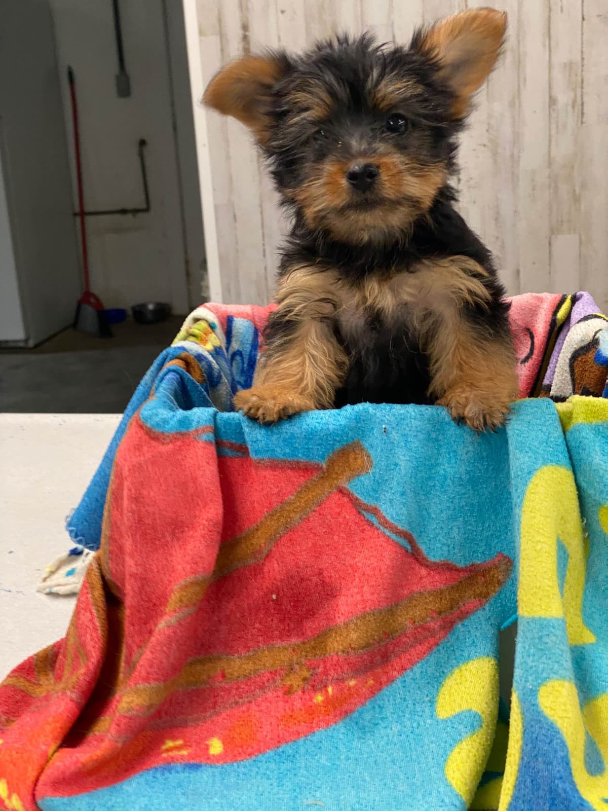 Silky Terrier Puppies breeder image 4