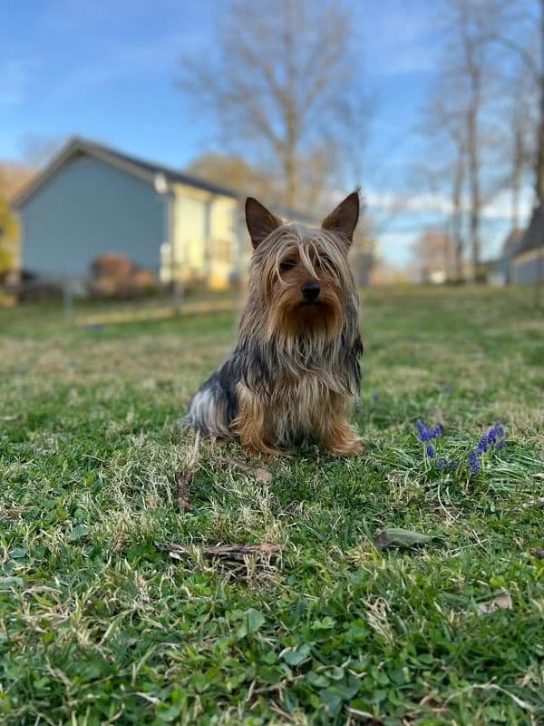 Silky Terrier Puppies breeder image 5