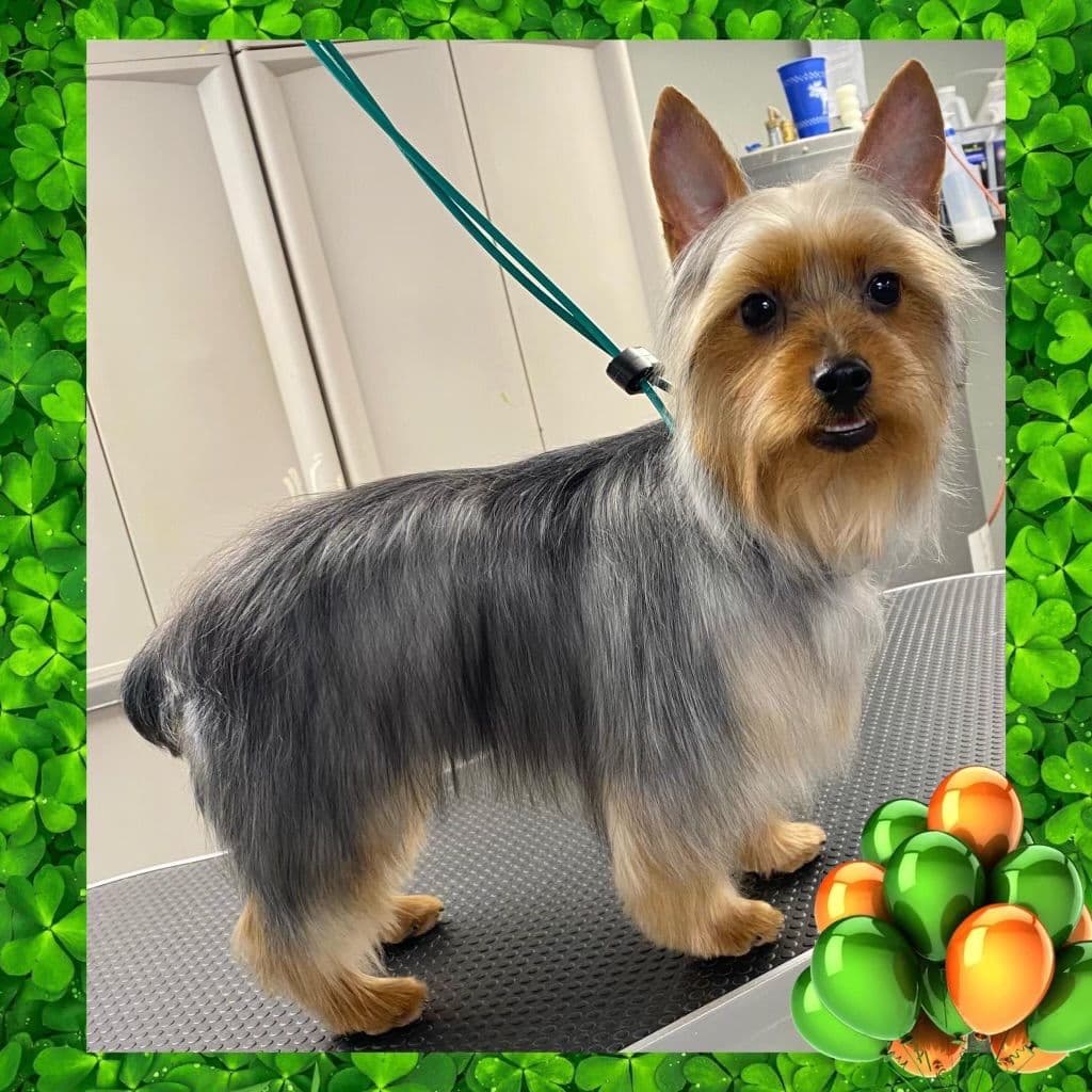 Silky Terrier Puppies breeder image 6
