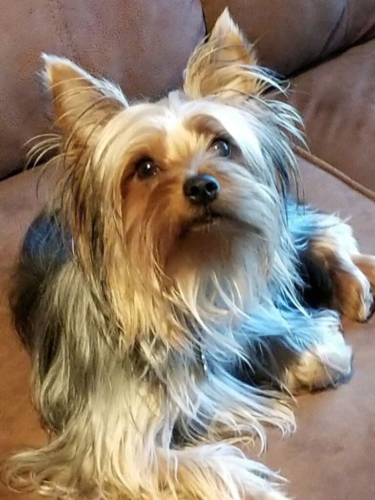 Silky Terrier Puppies breeder image 10