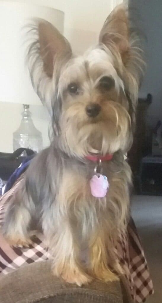 Silky Terrier Puppies breeder image 11