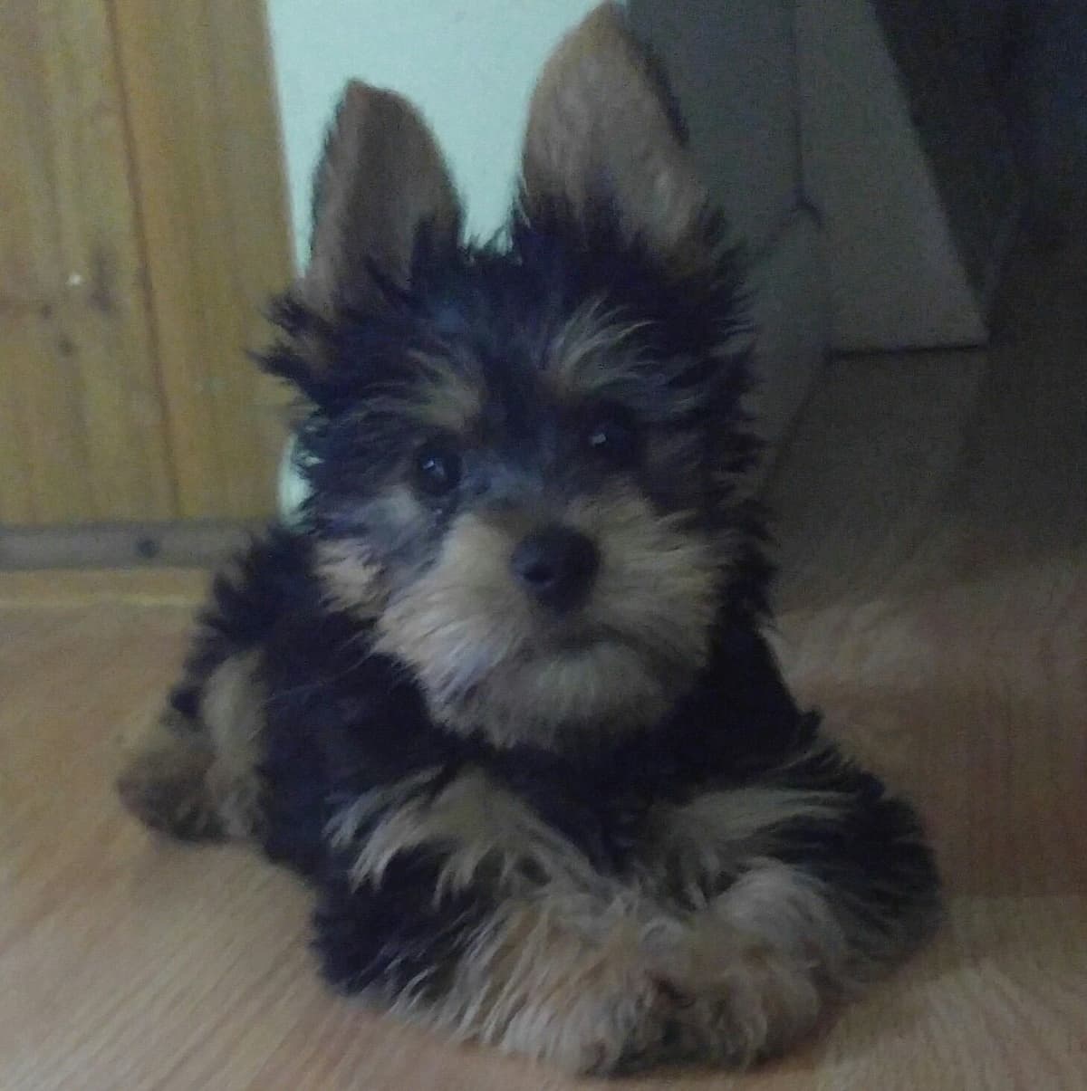 Silky Terrier Puppies breeder image 12