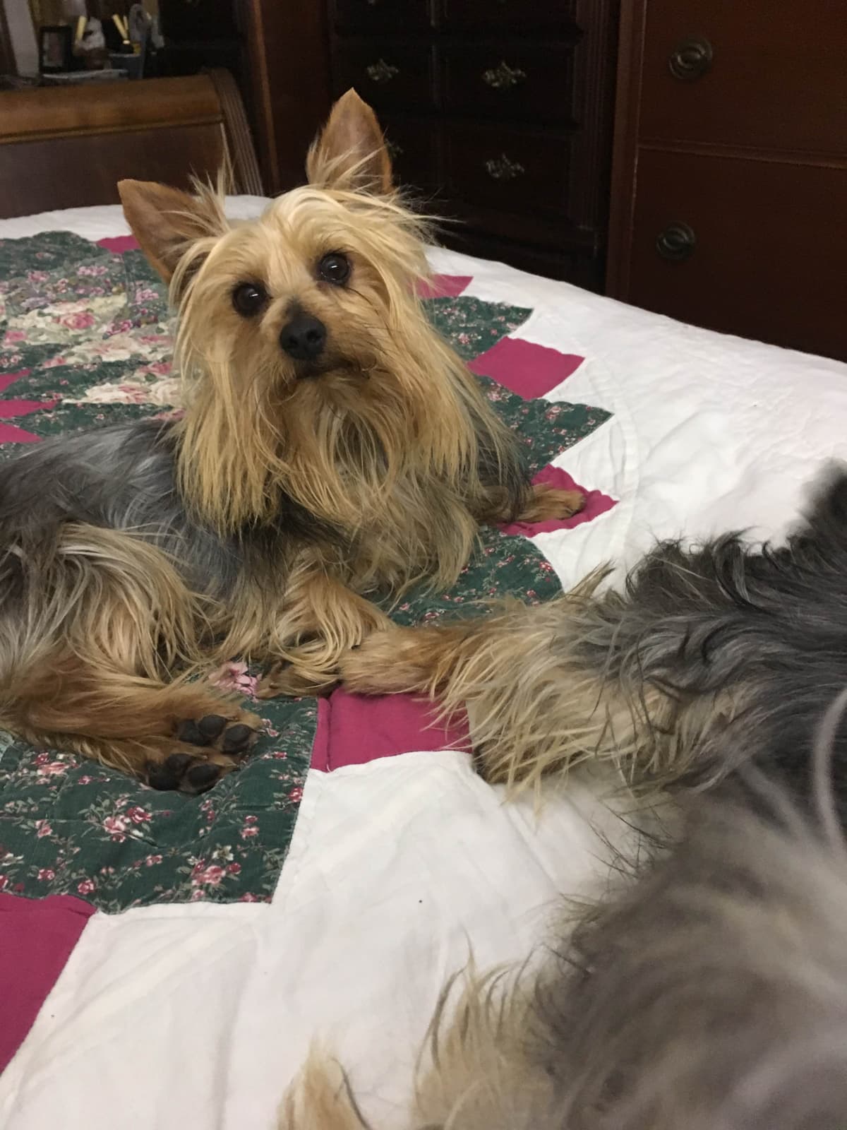 Silky Terrier Puppies breeder image 13