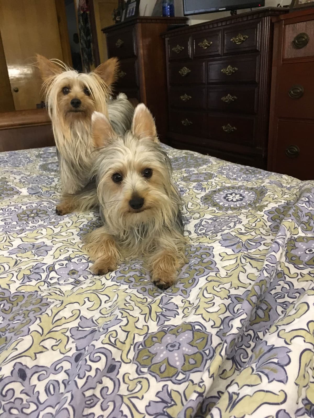 Silky Terrier Puppies breeder image 14