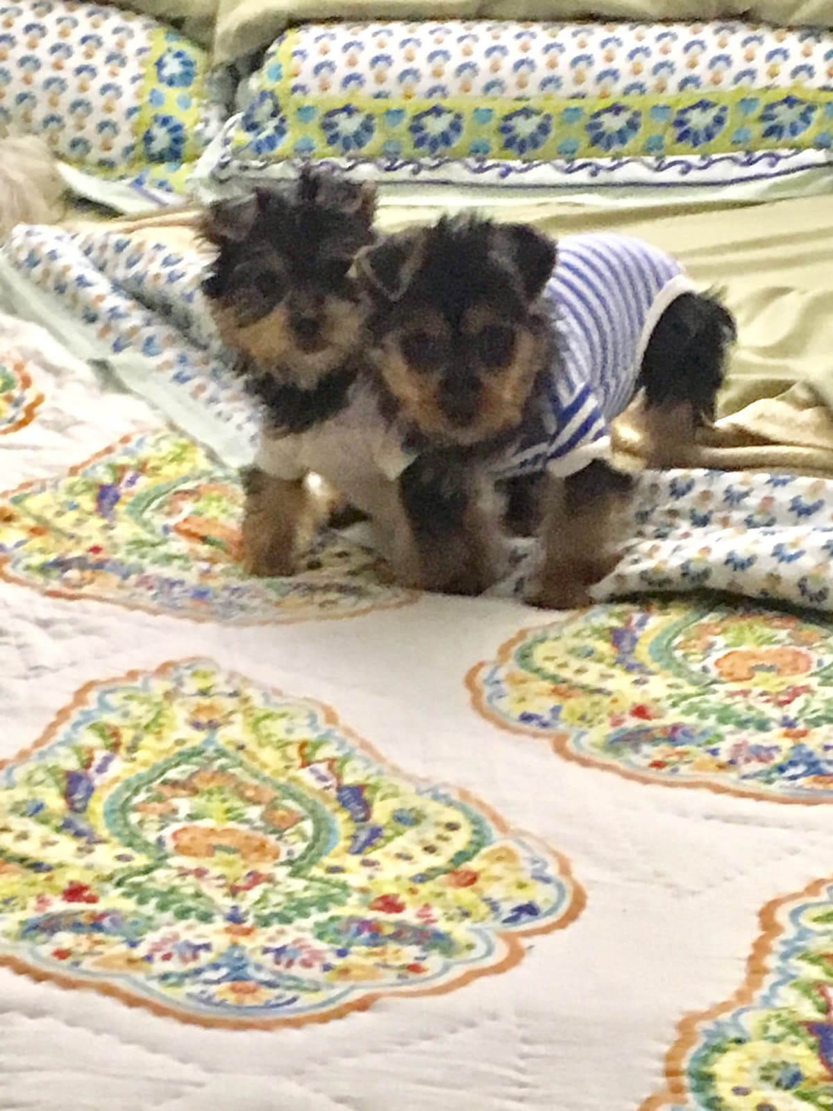 Silky Terrier Puppies breeder image 15