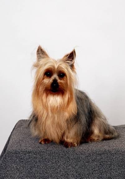Silky Terrier Puppies breeder image 16
