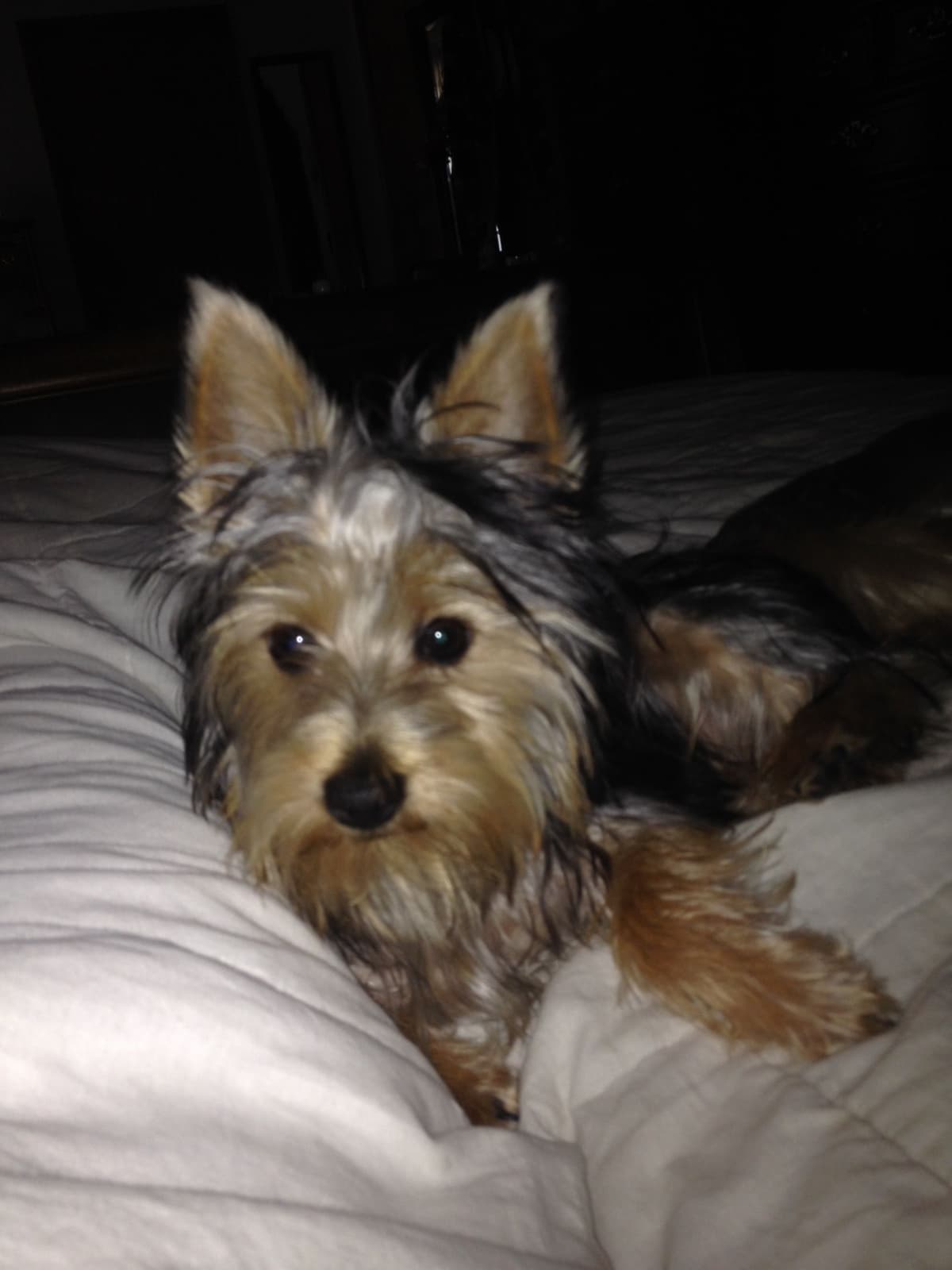 Silky Terrier Puppies breeder image 17