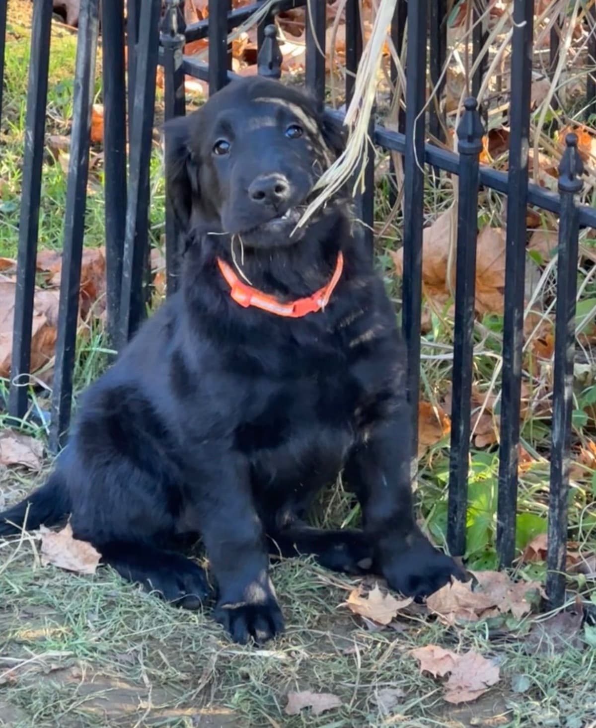 Flat-Coated Retriever Puppies breeder image 1