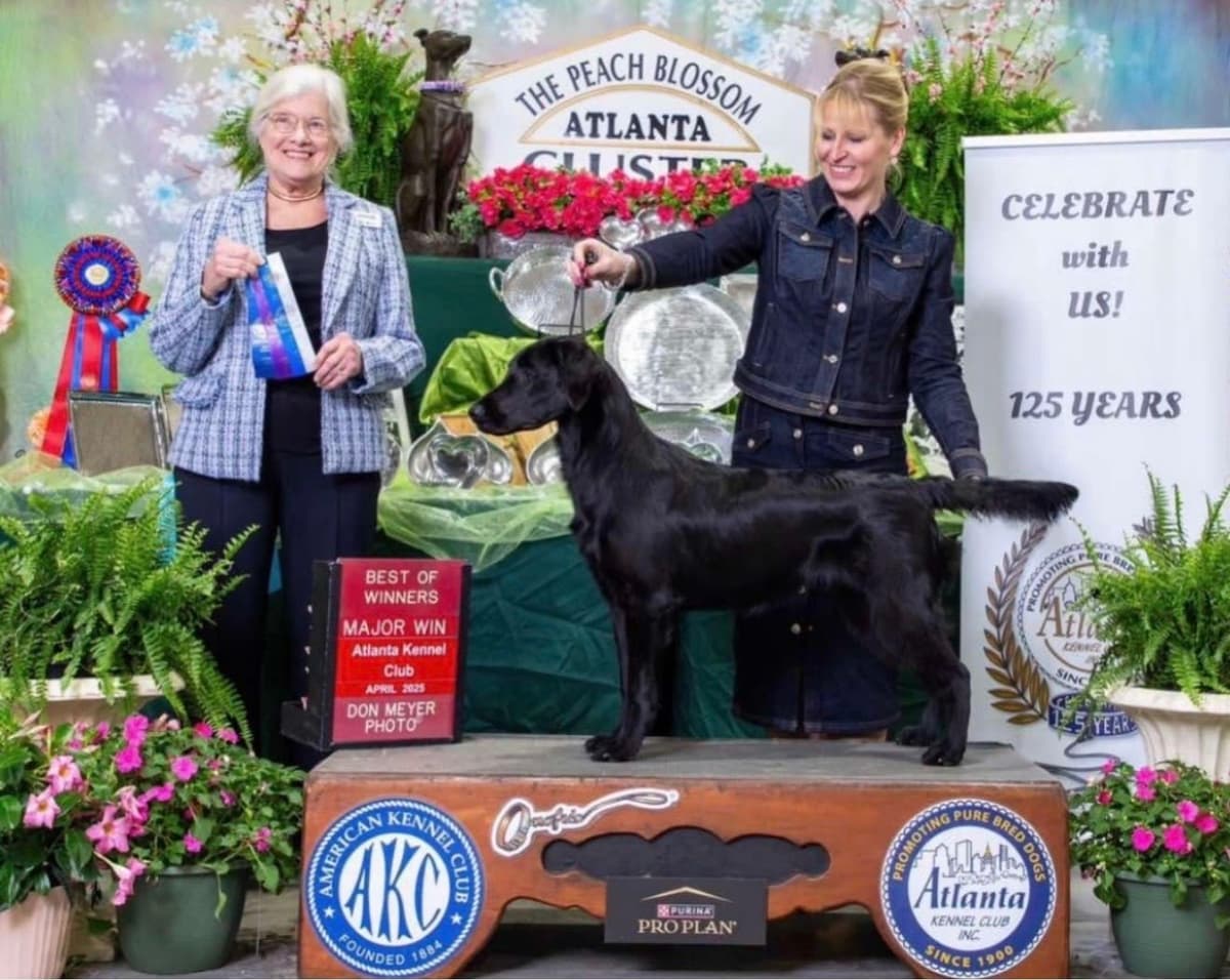 Flat-Coated Retriever Puppies breeder image 4