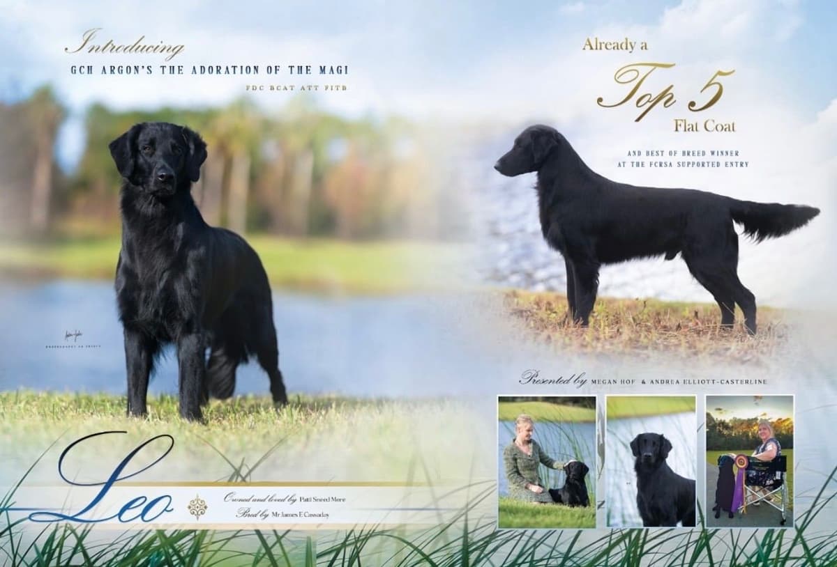 Flat-Coated Retriever Puppies breeder image 2
