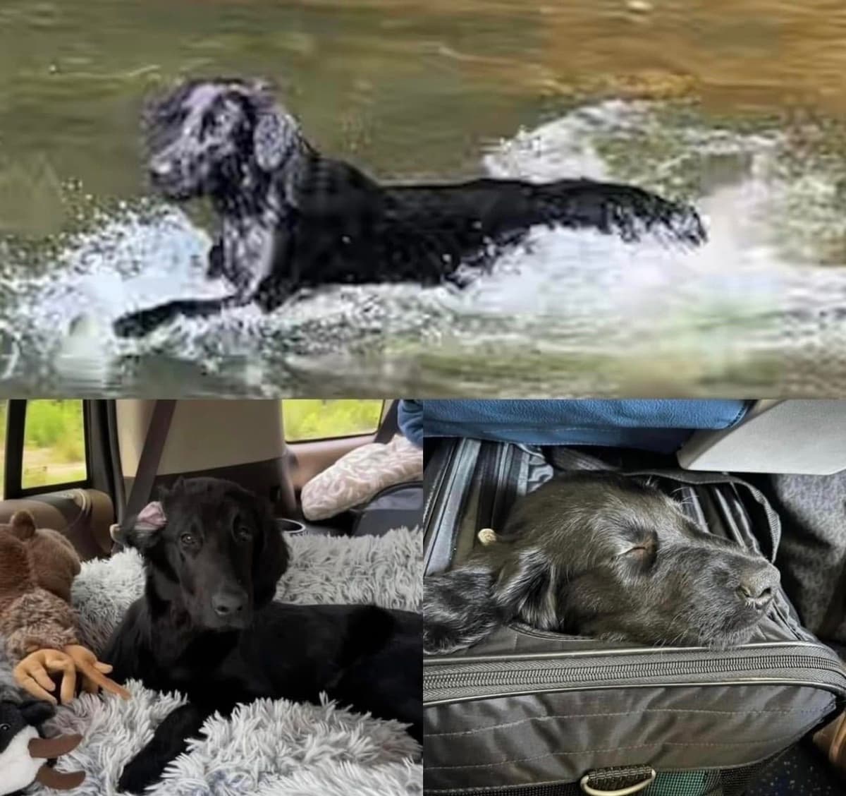 Flat-Coated Retriever Puppies breeder image 3