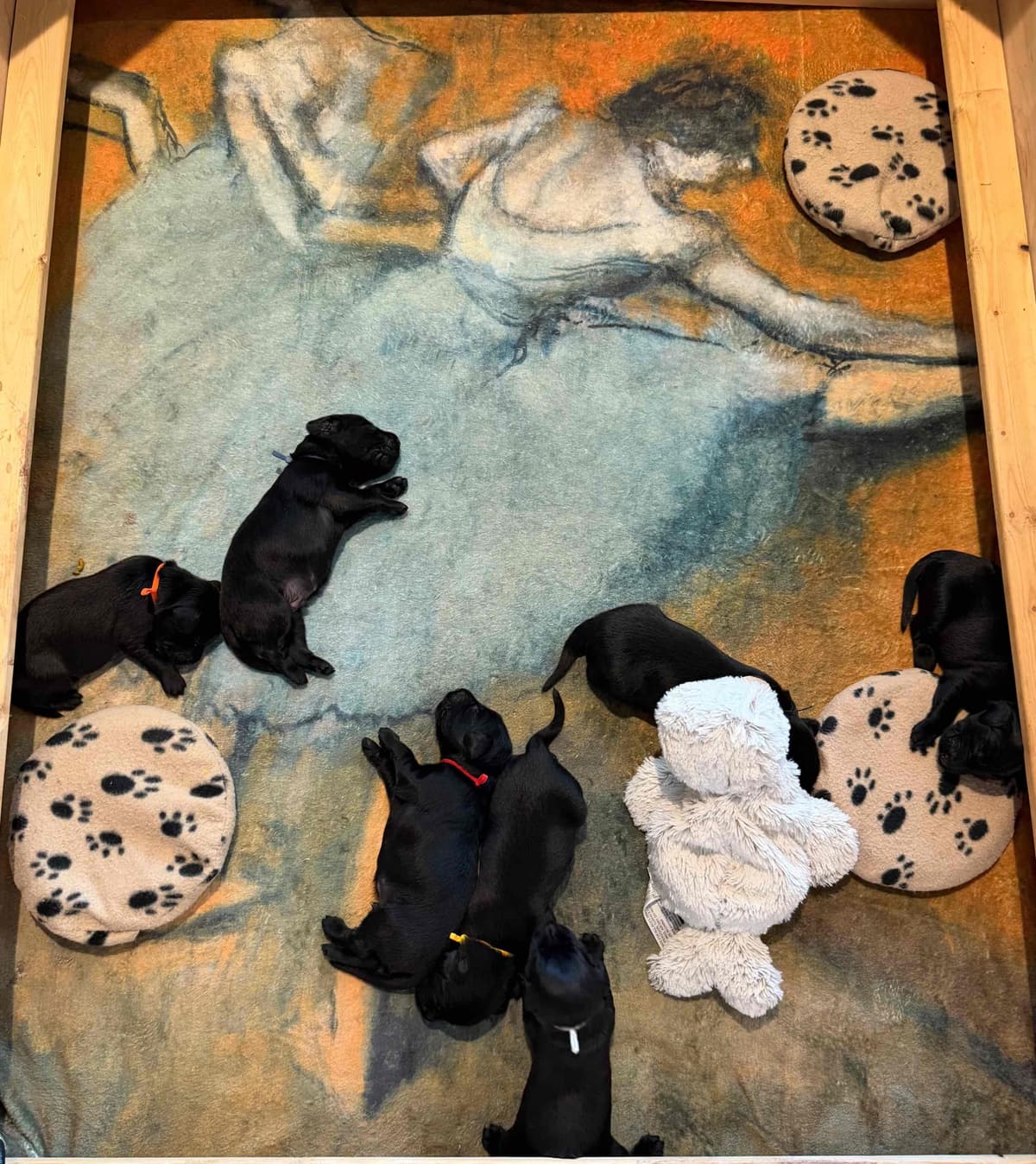 Flat-Coated Retriever Puppies breeder image 5