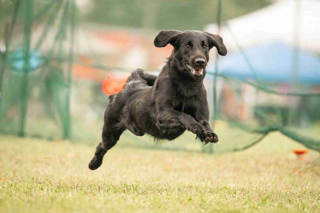 Flat-Coated Retriever Puppies media 3